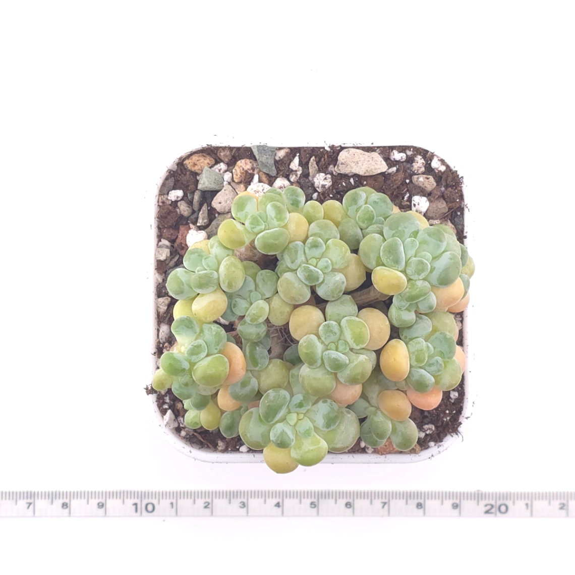 Graptosedum ‘Rococo’ | 洛可可 thumbnail 4