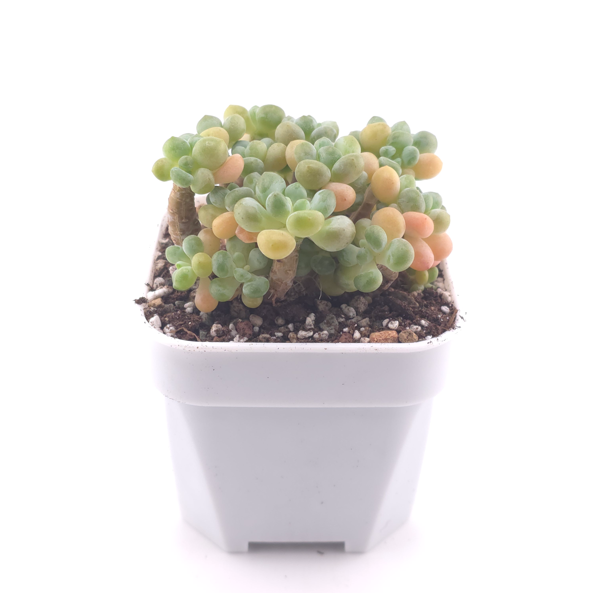Graptosedum ‘Rococo’ | 洛可可 thumbnail 3