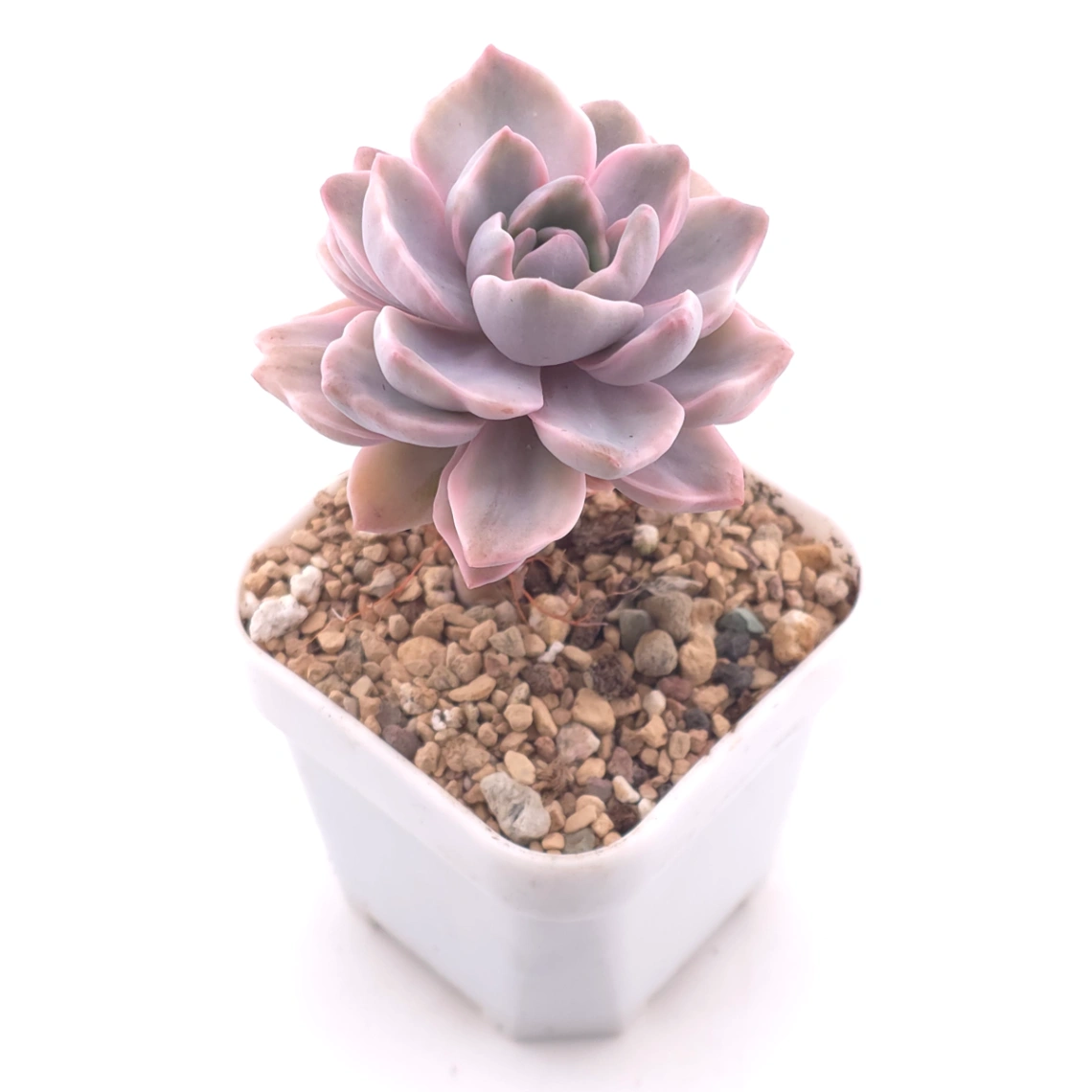 Graptoveria ‘Mrs Richard’ variegated | 彩虹糖錦 thumbnail 2