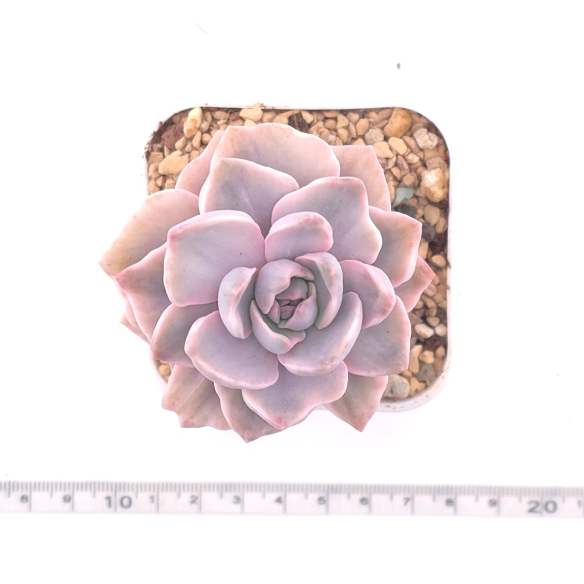 Graptoveria ‘Mrs Richard’ variegated | 彩虹糖錦 thumbnail 4