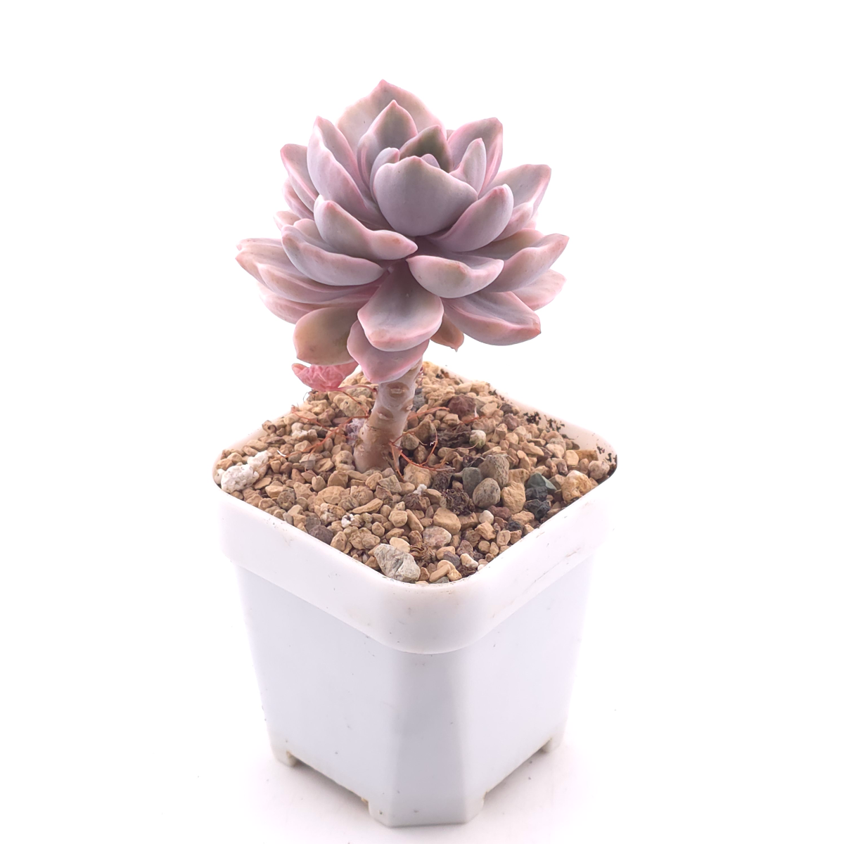 Graptoveria ‘Mrs Richard’ variegated | 彩虹糖錦 thumbnail 3