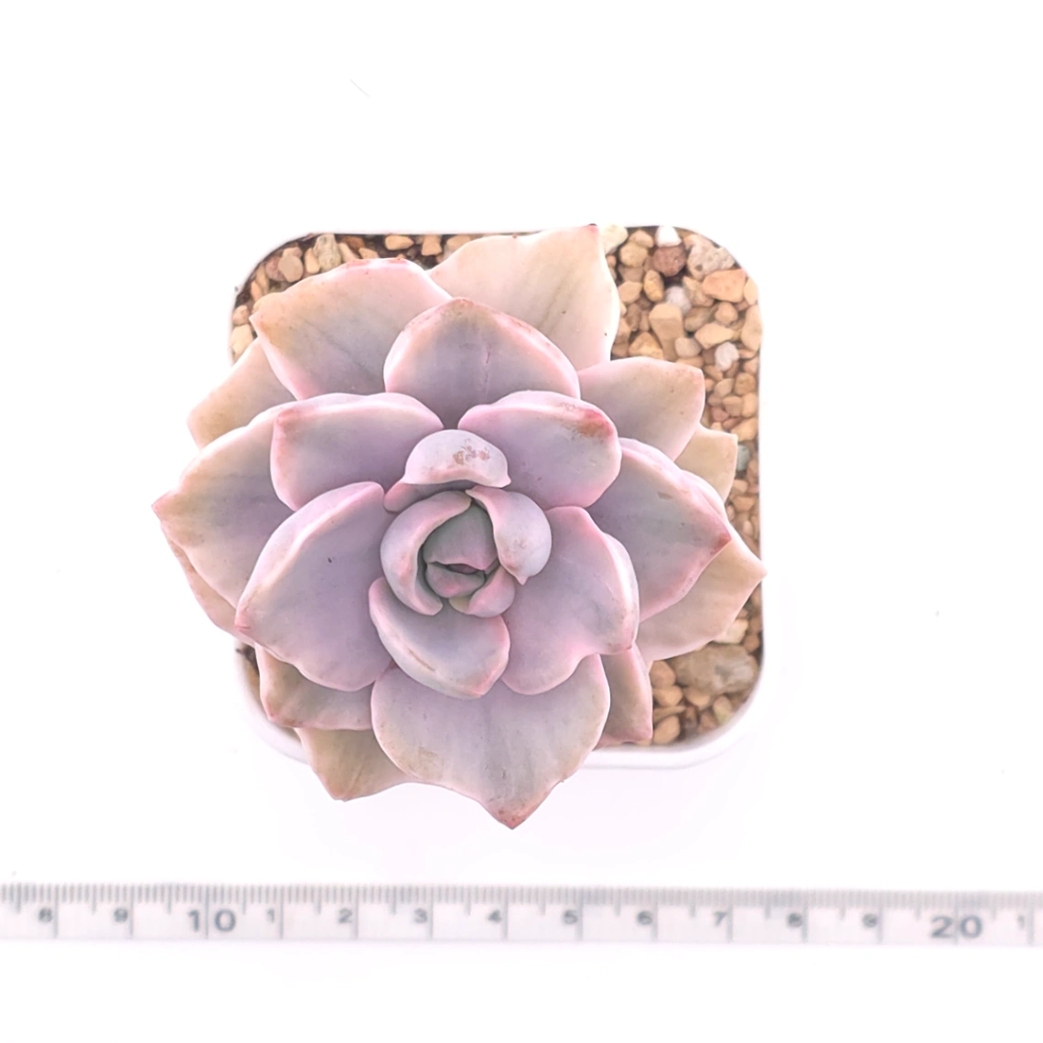 Graptoveria ‘Mrs Richard’ variegated | 彩虹糖錦 thumbnail 4
