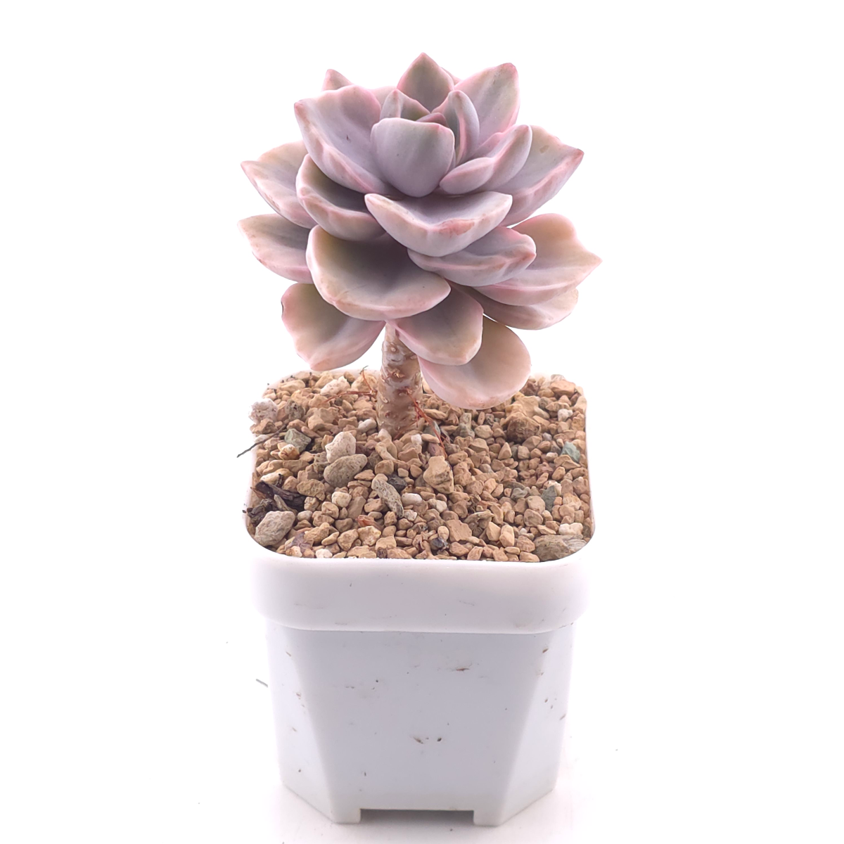 Graptoveria ‘Mrs Richard’ variegated | 彩虹糖錦 thumbnail 3