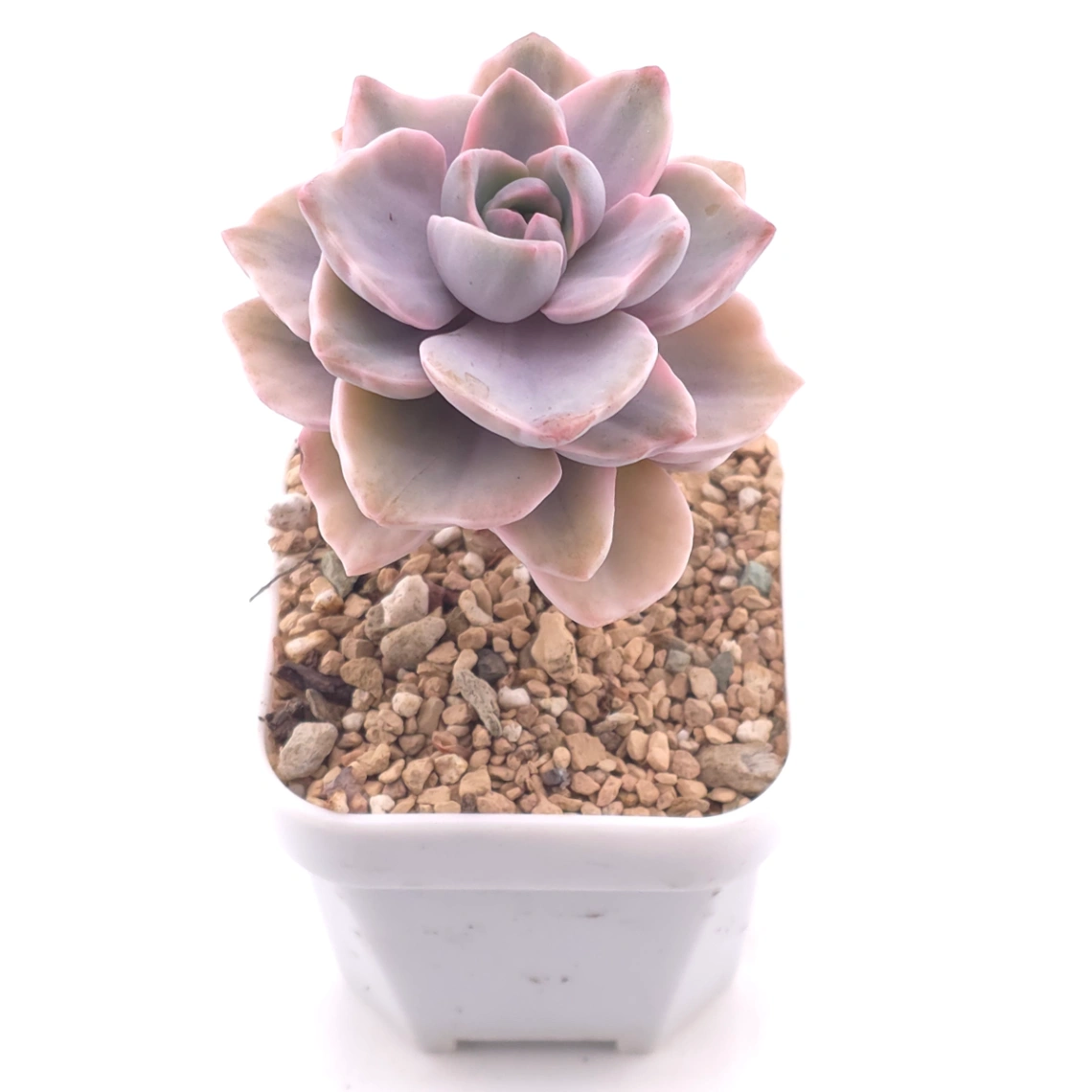 Graptoveria ‘Mrs Richard’ variegated | 彩虹糖錦 thumbnail 2