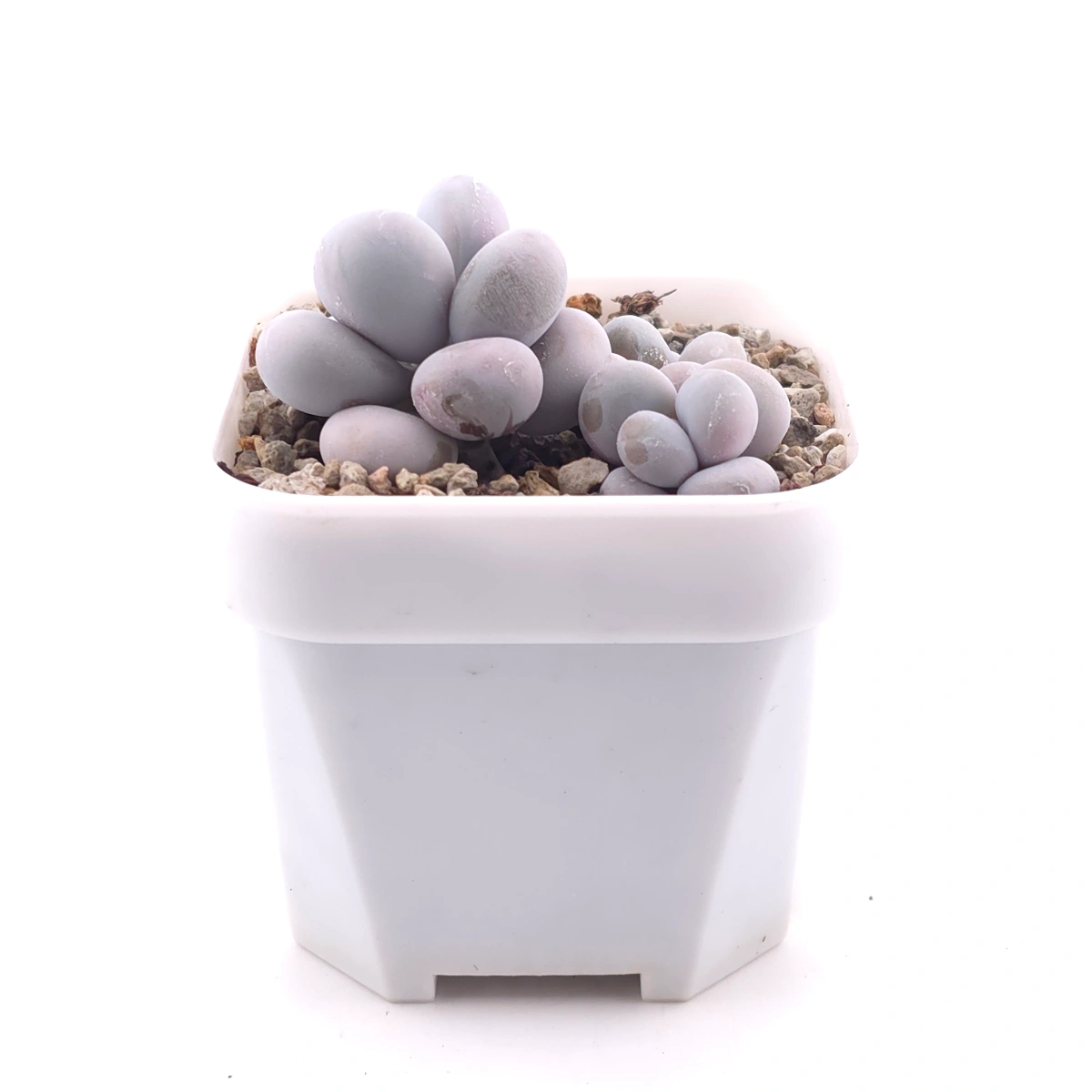 Pachyphytum ‘Cheese’ | 奶酪 thumbnail 3