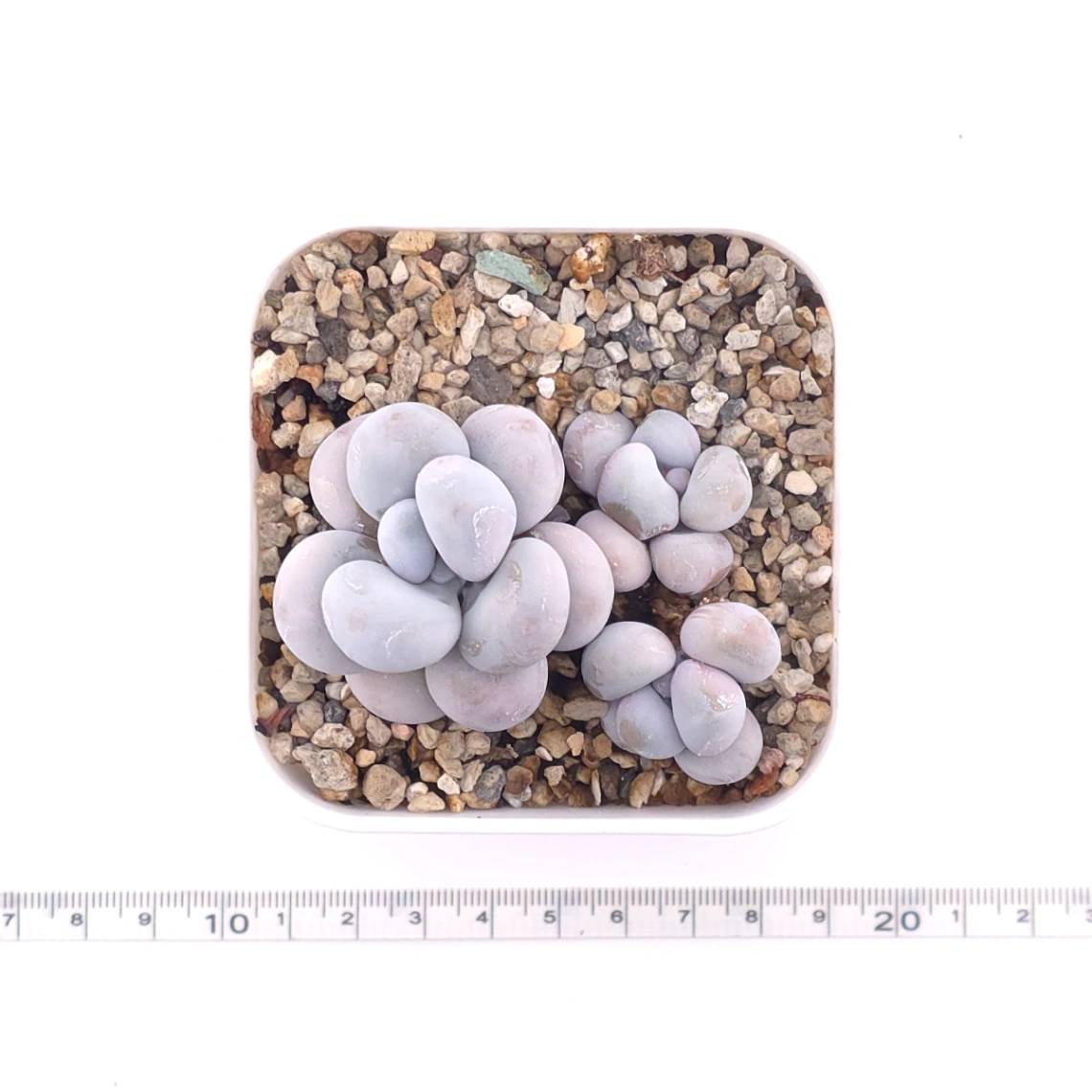 Pachyphytum ‘Cheese’ | 奶酪 thumbnail 4