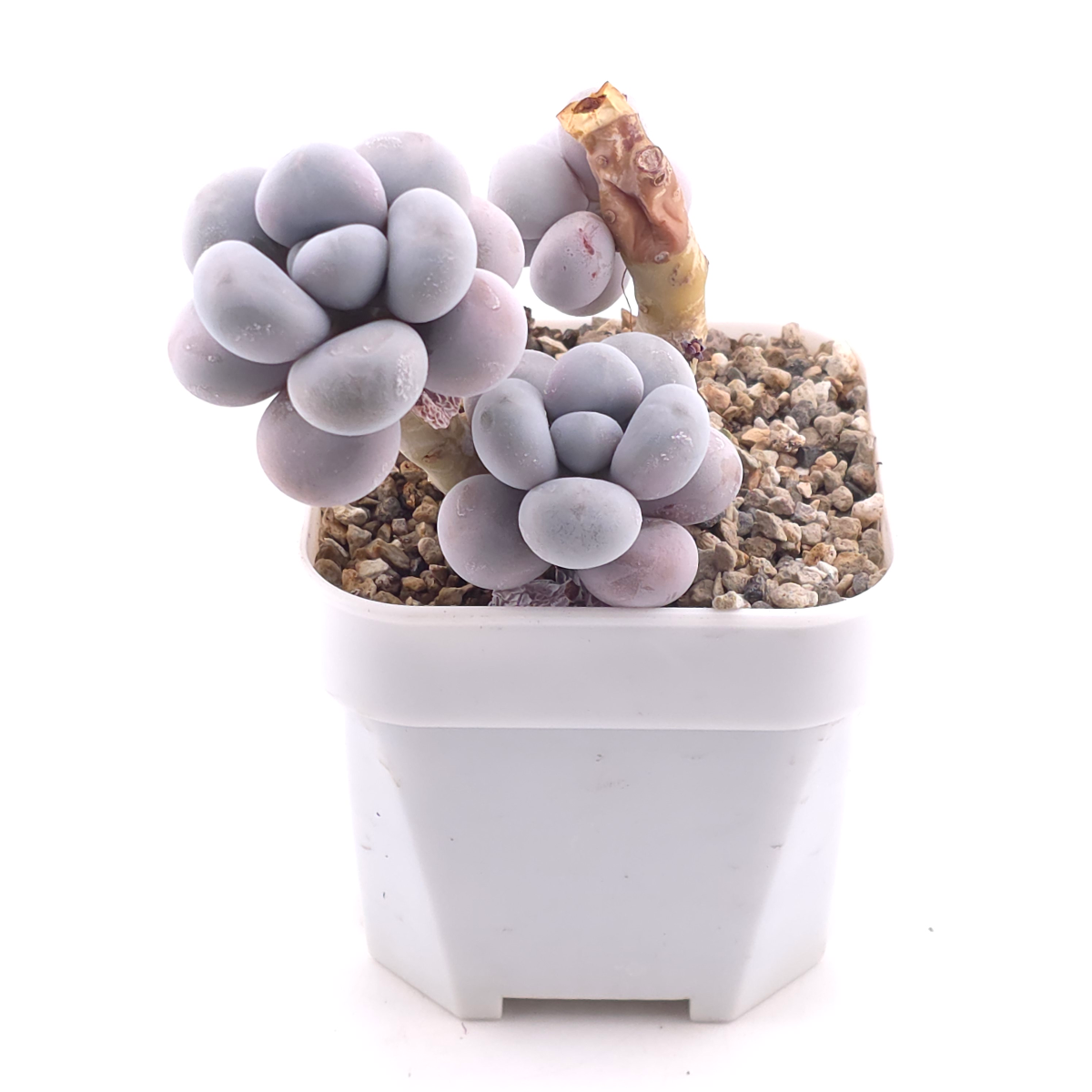 Pachyphytum ‘Cheese’ | 奶酪 thumbnail 3