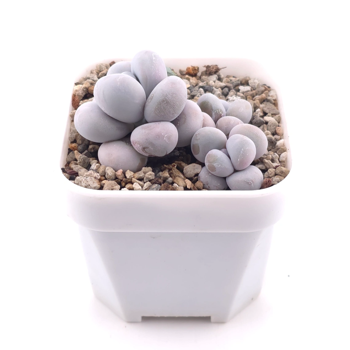 Pachyphytum ‘Cheese’ | 奶酪 thumbnail 2