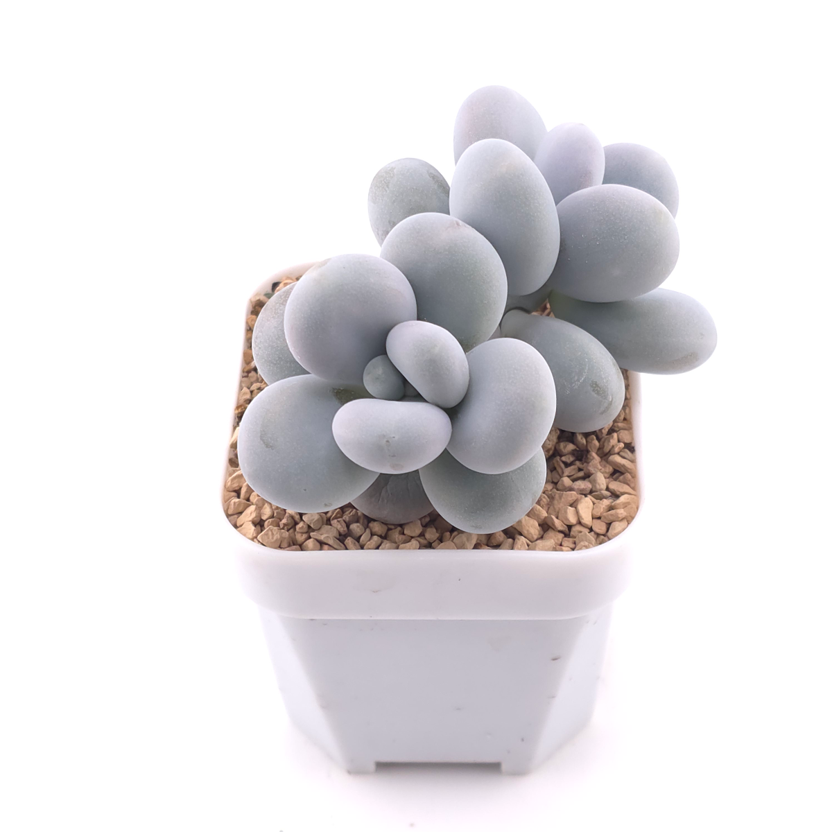 Pachyphytum ‘Cheese’ | 奶酪 thumbnail 2