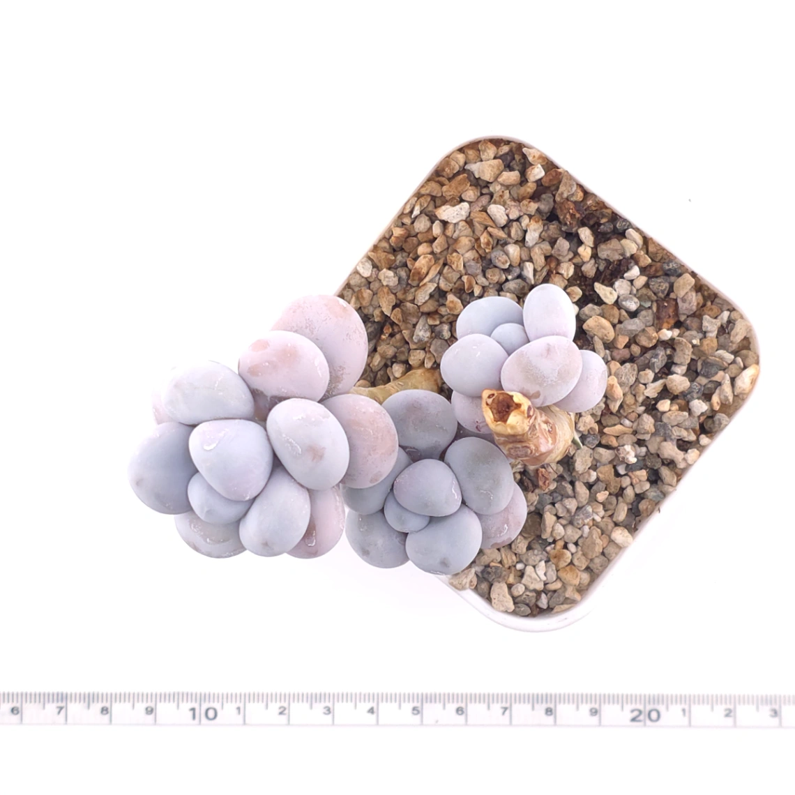 Pachyphytum ‘Cheese’ | 奶酪 thumbnail 4