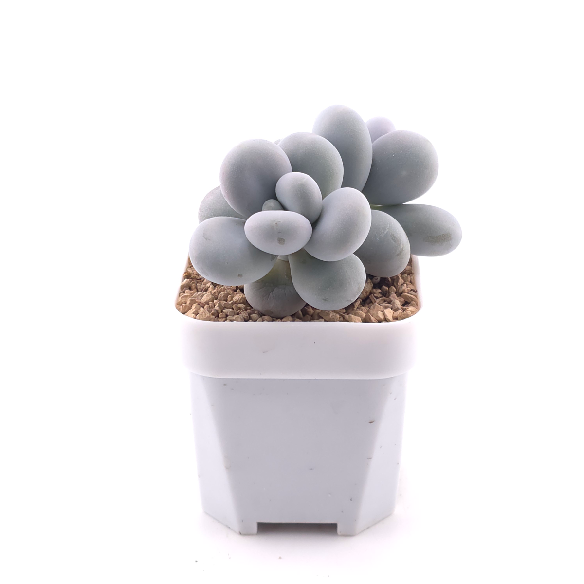 Pachyphytum ‘Cheese’ | 奶酪 thumbnail 3