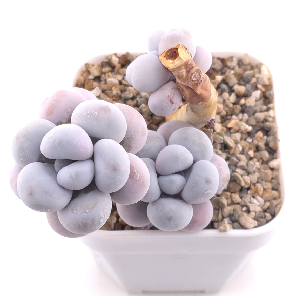 Pachyphytum ‘Cheese’ | 奶酪 thumbnail 2