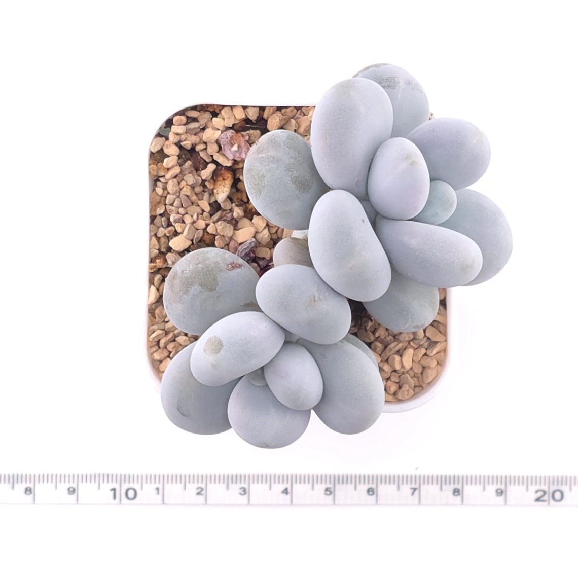 Pachyphytum ‘Cheese’ | 奶酪 thumbnail 4
