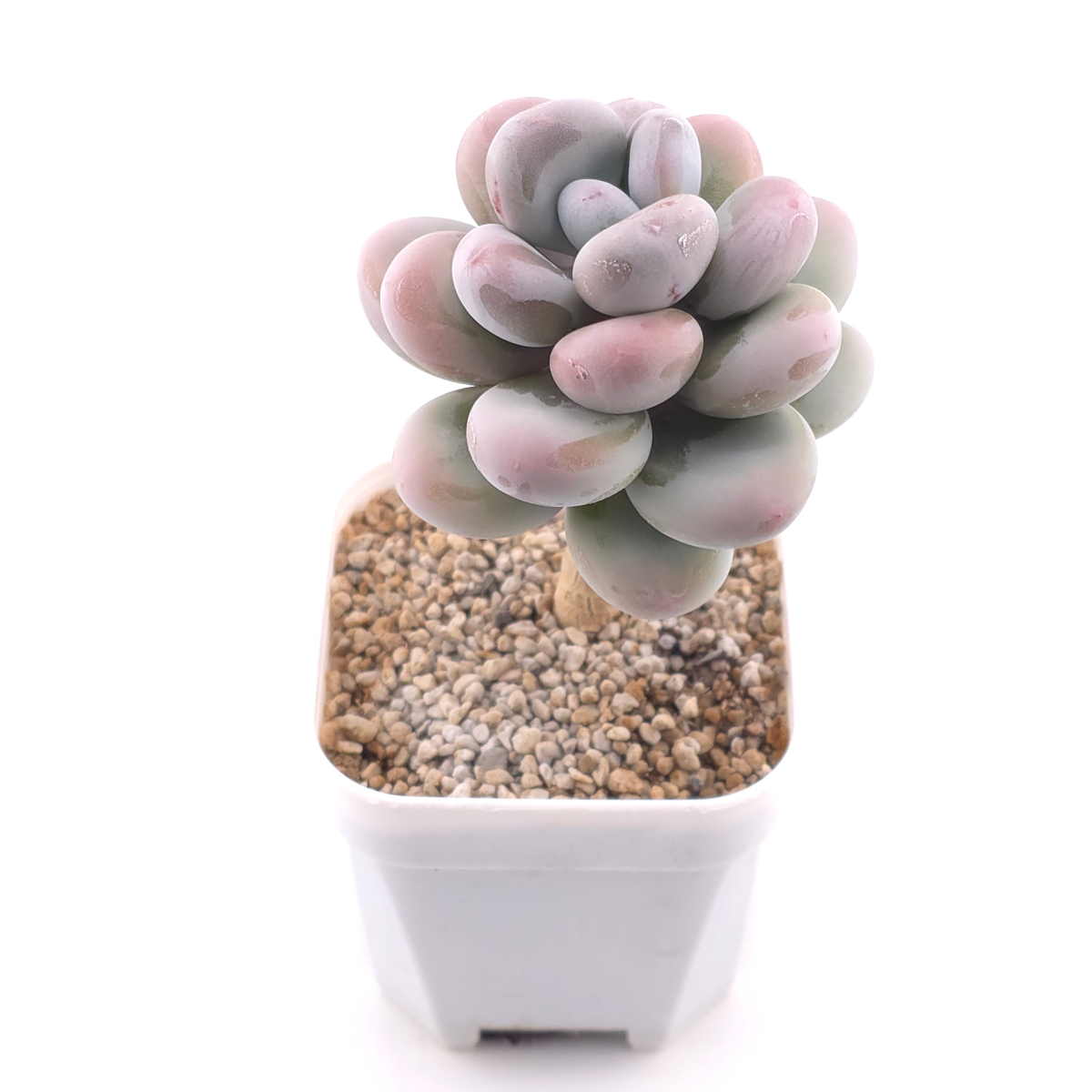 Pachyphytum oviferum ‘Moonstone’ | 桃美人 thumbnail 2