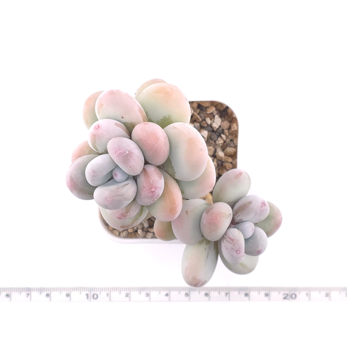 Pachyphytum oviferum ‘Moonstone’ | 桃美人 thumbnail 4
