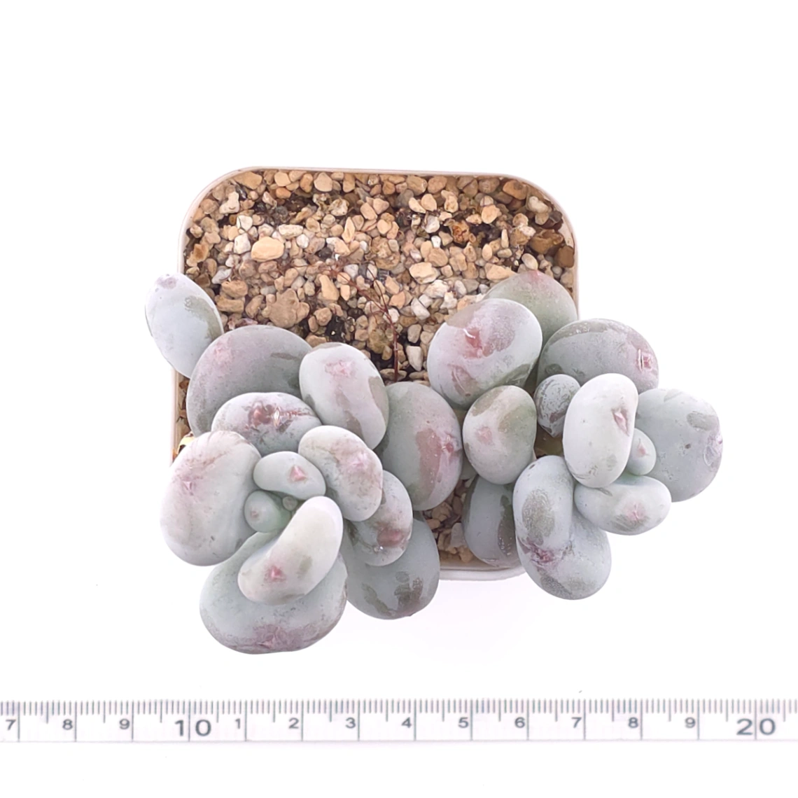 Pachyphytum oviferum ‘Moonstone’ | 桃美人 thumbnail 4