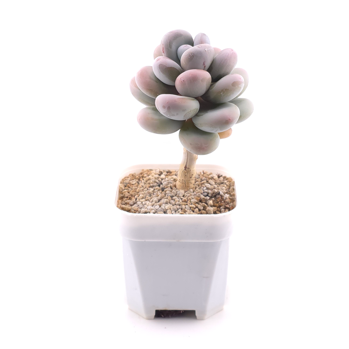 Pachyphytum oviferum ‘Moonstone’ | 桃美人 thumbnail 3