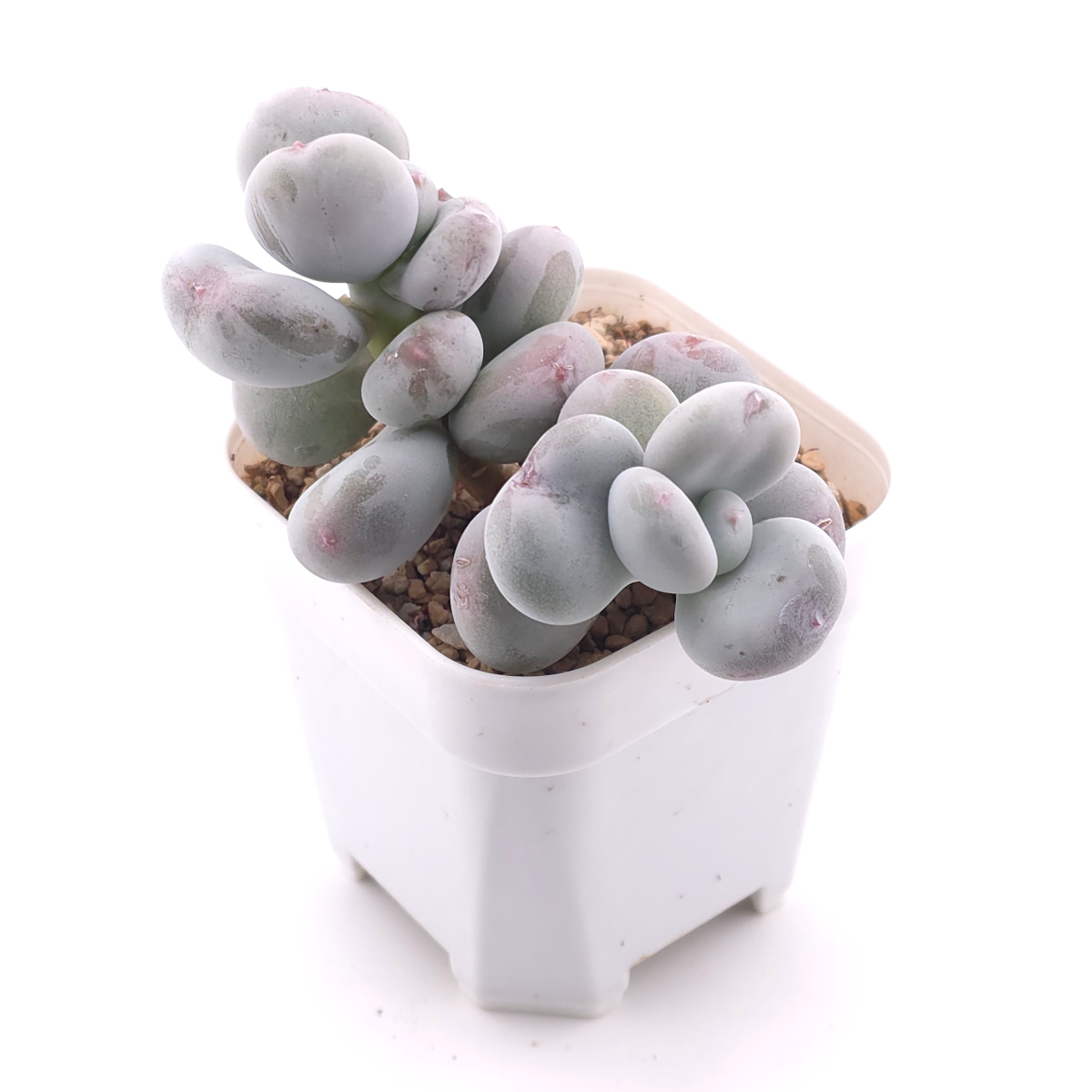 Pachyphytum oviferum ‘Moonstone’ | 桃美人 thumbnail 2
