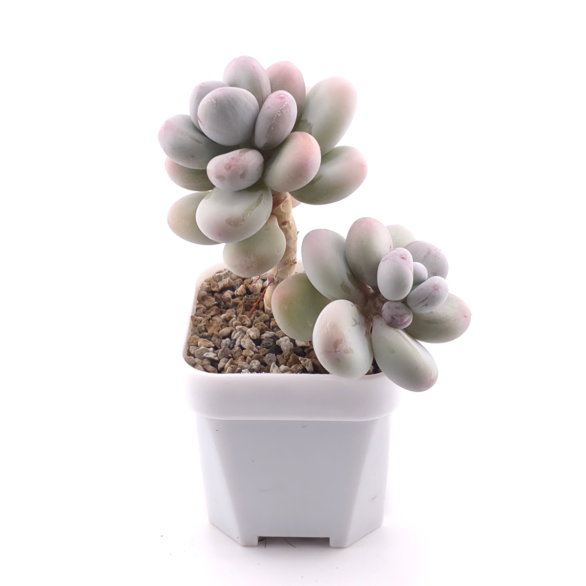 Pachyphytum oviferum ‘Moonstone’ | 桃美人 thumbnail 3
