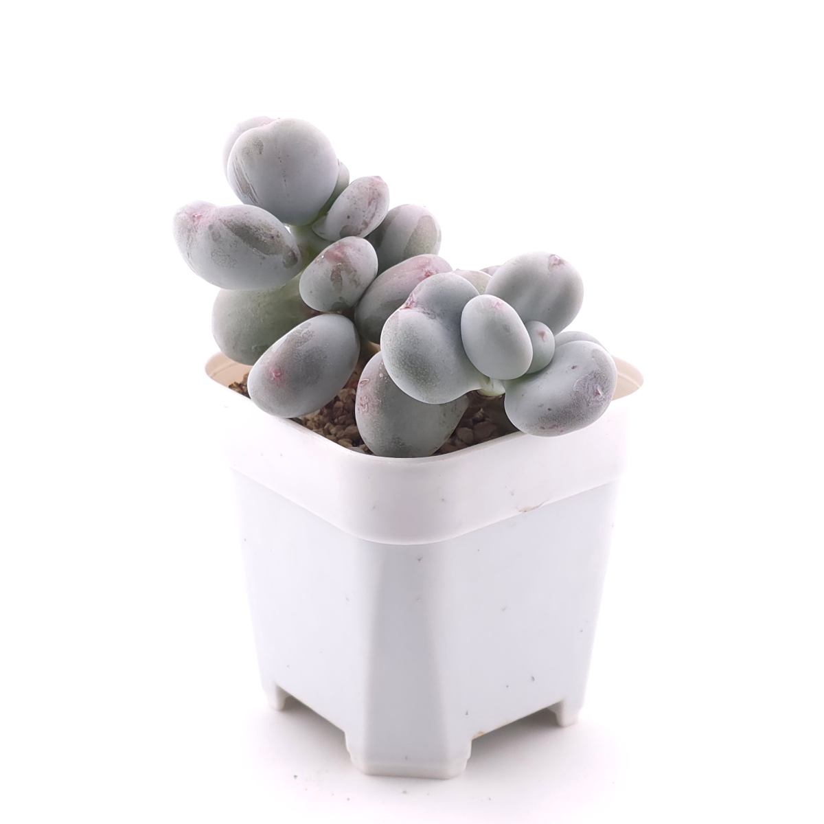 Pachyphytum oviferum ‘Moonstone’ | 桃美人 thumbnail 3