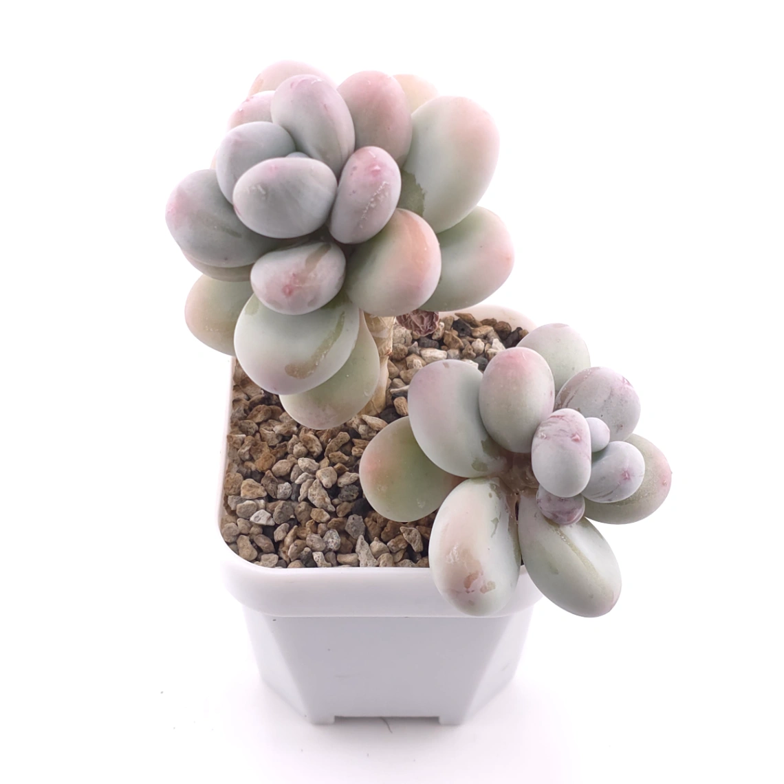 Pachyphytum oviferum ‘Moonstone’ | 桃美人 thumbnail 2