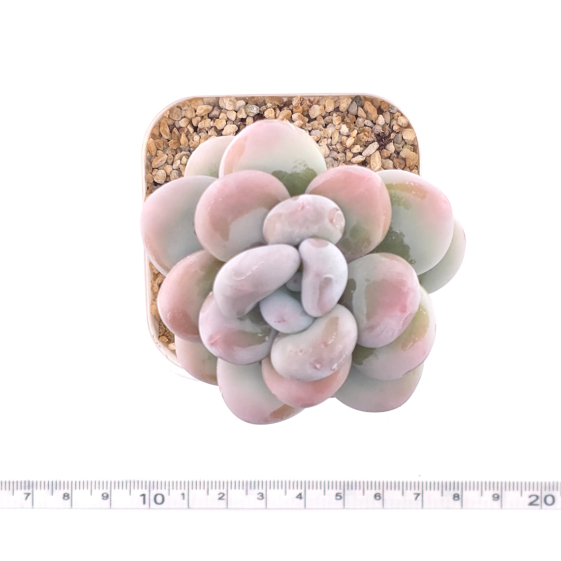 Pachyphytum oviferum ‘Moonstone’ | 桃美人 thumbnail 4