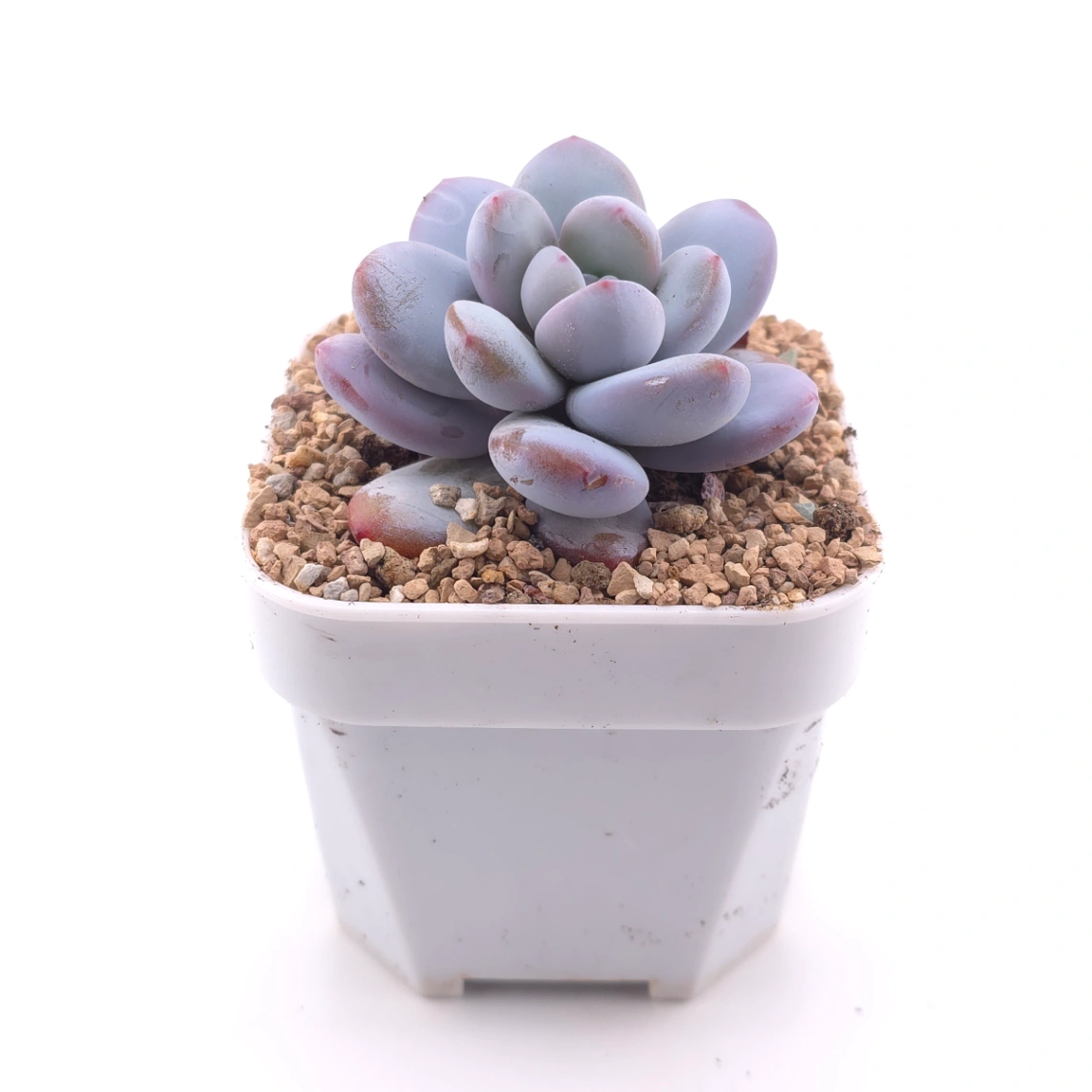 Pachyphytum ‘Snow Beauty' | 雪美人 thumbnail 3