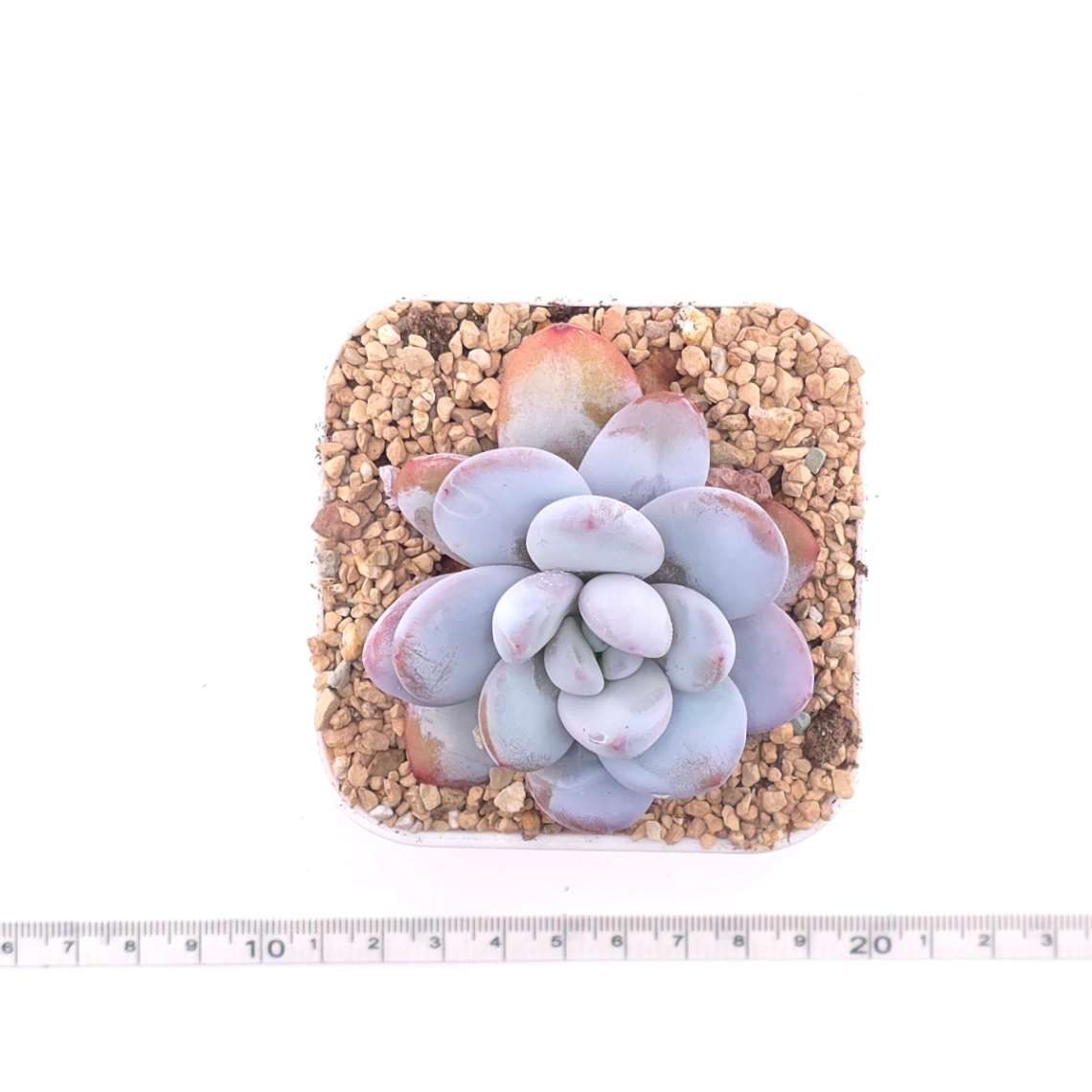 Pachyphytum ‘Snow Beauty' | 雪美人 thumbnail 4