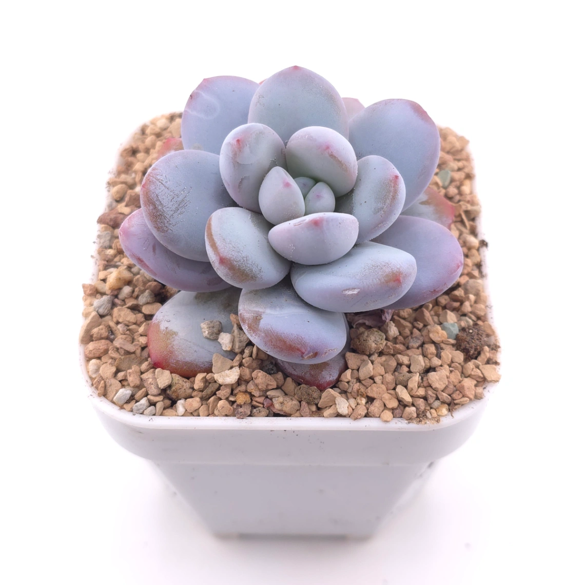 Pachyphytum ‘Snow Beauty' | 雪美人 thumbnail 2