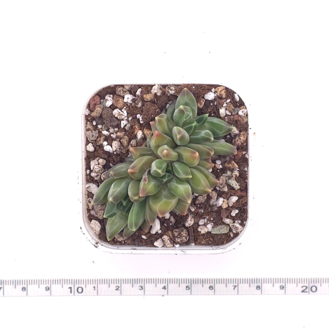 Pachyphytum ‘Suyu Beauty' | 鳳羽美人 thumbnail 4