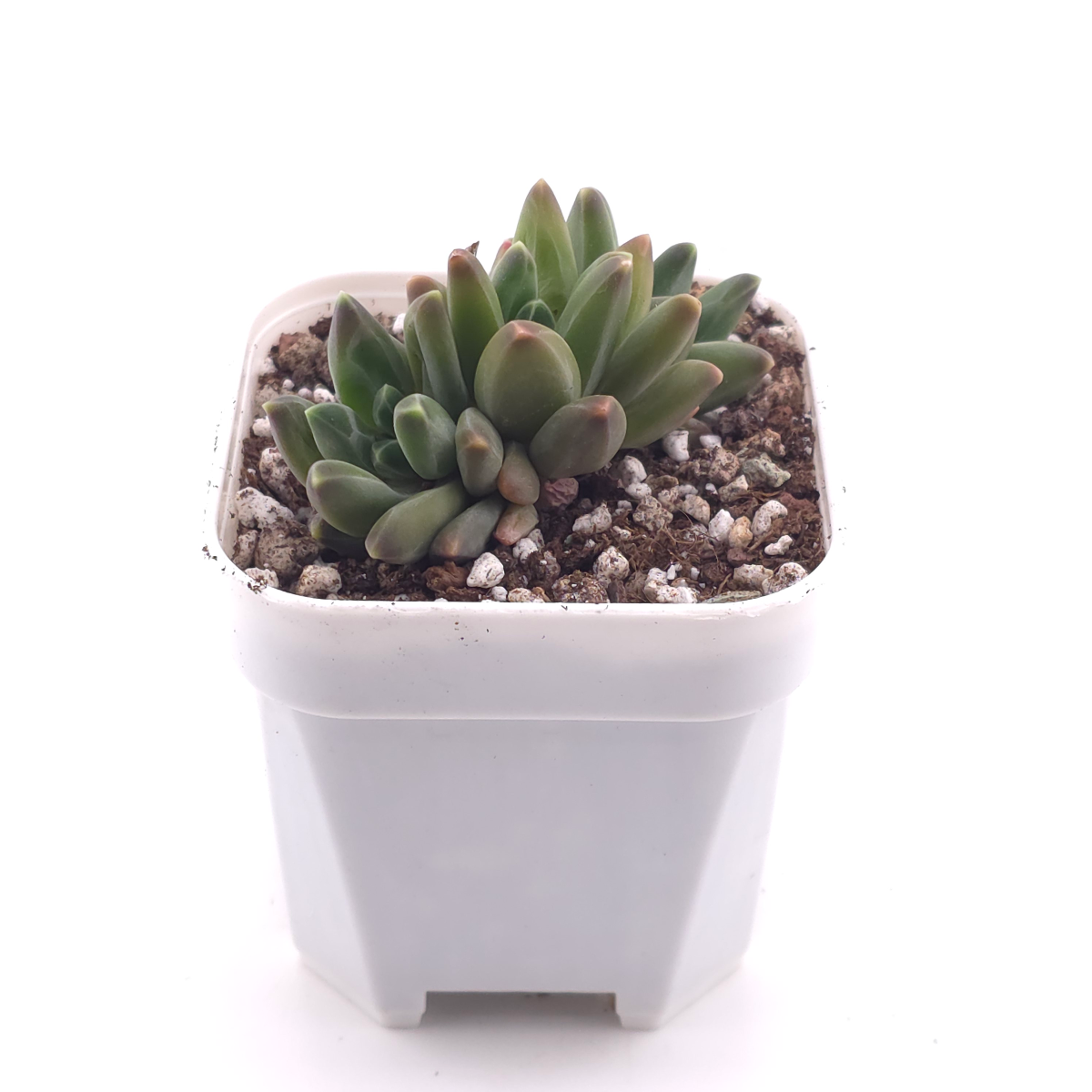 Pachyphytum ‘Suyu Beauty' | 鳳羽美人 thumbnail 3