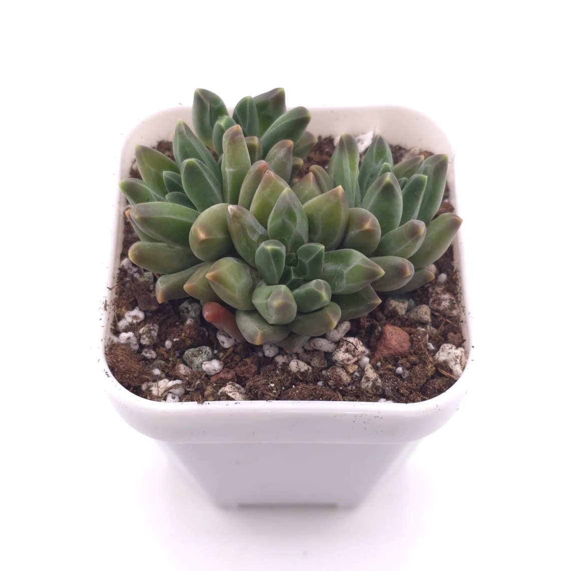 Pachyphytum ‘Suyu Beauty' | 鳳羽美人 thumbnail 2