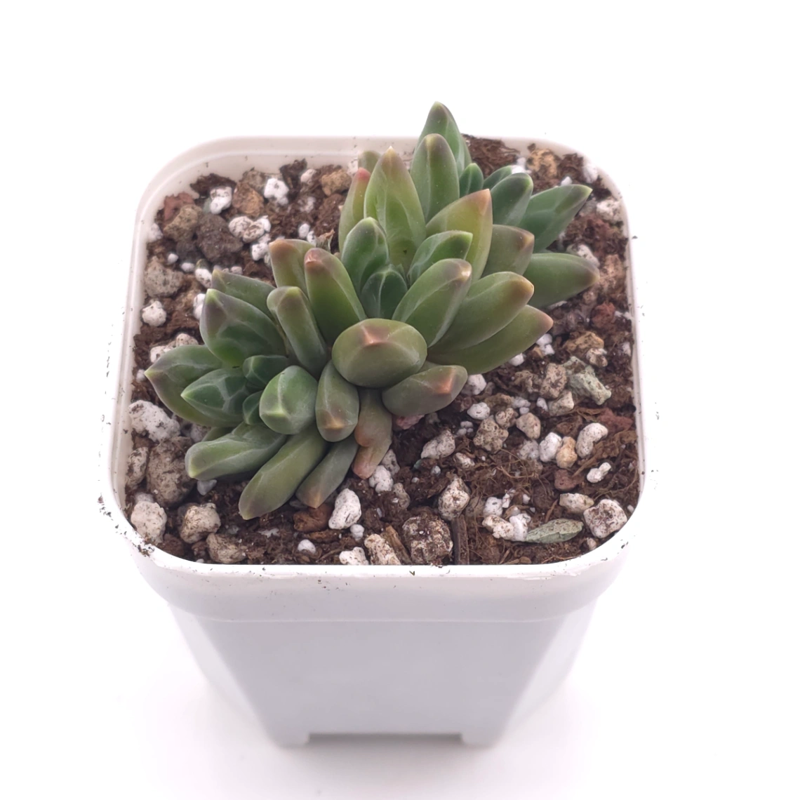 Pachyphytum ‘Suyu Beauty' | 鳳羽美人 thumbnail 2