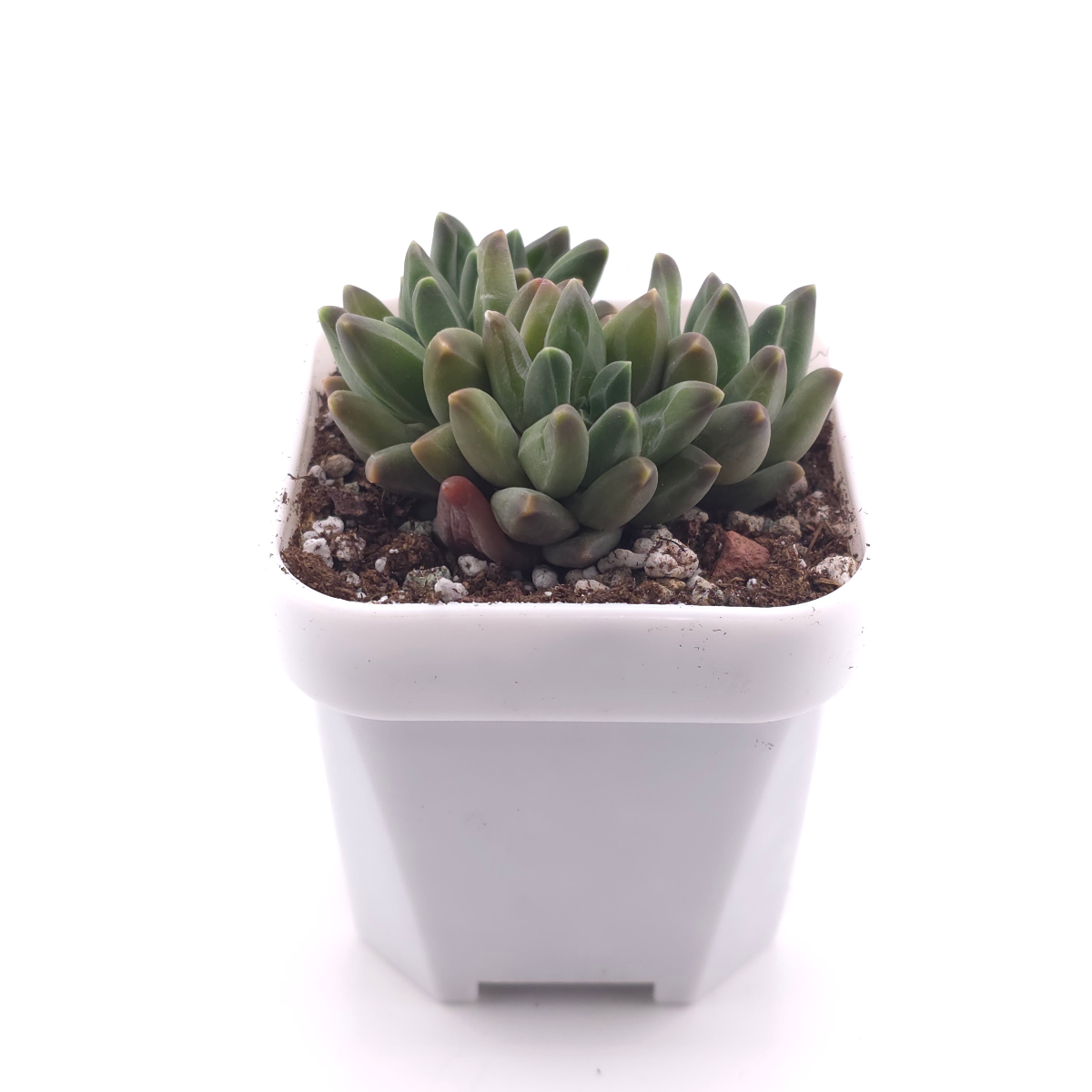 Pachyphytum ‘Suyu Beauty' | 鳳羽美人 thumbnail 3