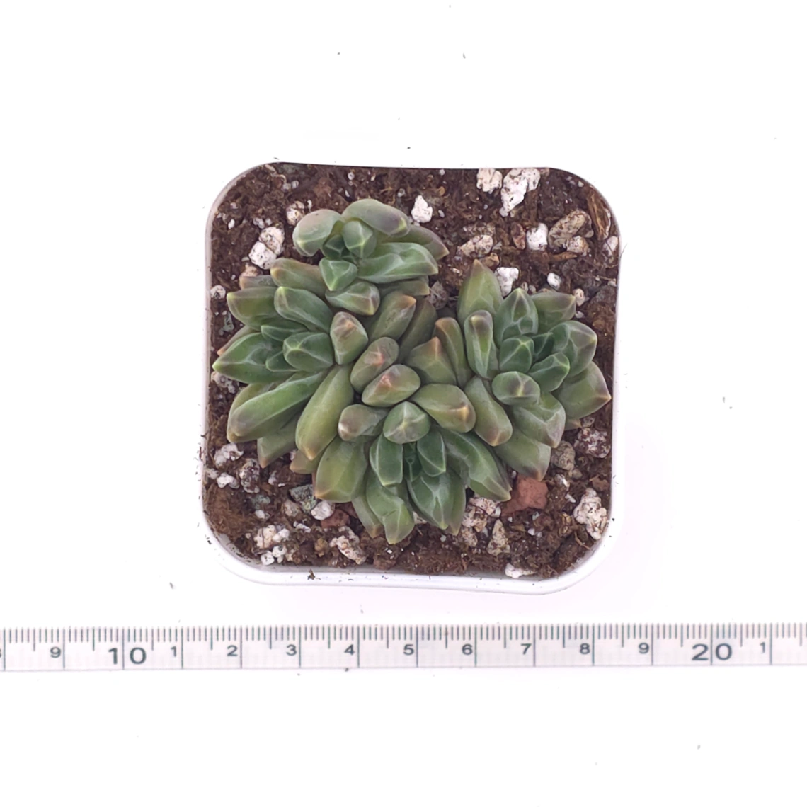 Pachyphytum ‘Suyu Beauty' | 鳳羽美人 thumbnail 4