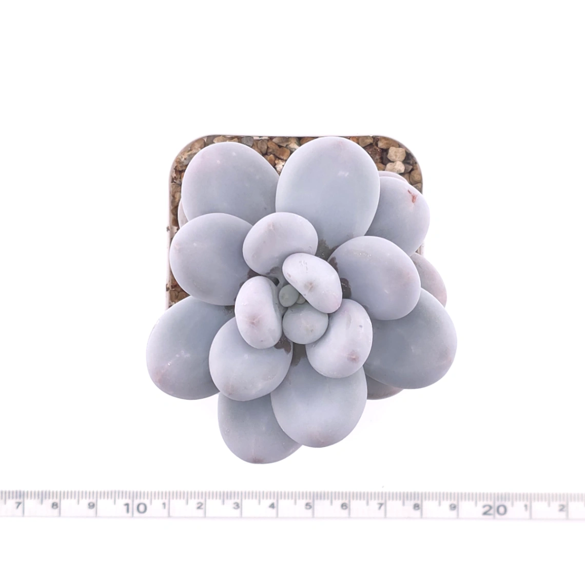 Pachyphytum ‘Winstone' | 文斯通 thumbnail 4