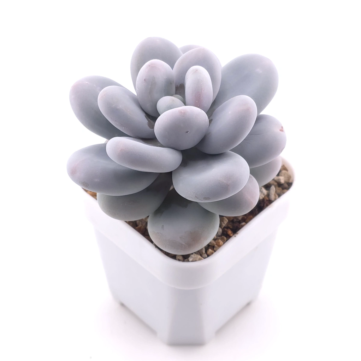 Pachyphytum ‘Winstone' | 文斯通 thumbnail 2