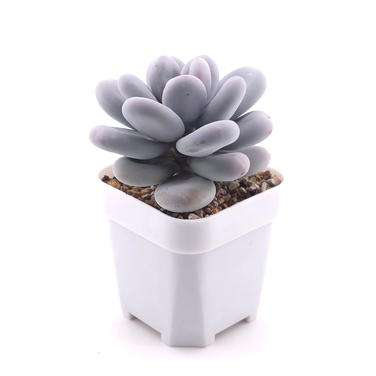 Pachyphytum ‘Winstone' | 文斯通 thumbnail 3