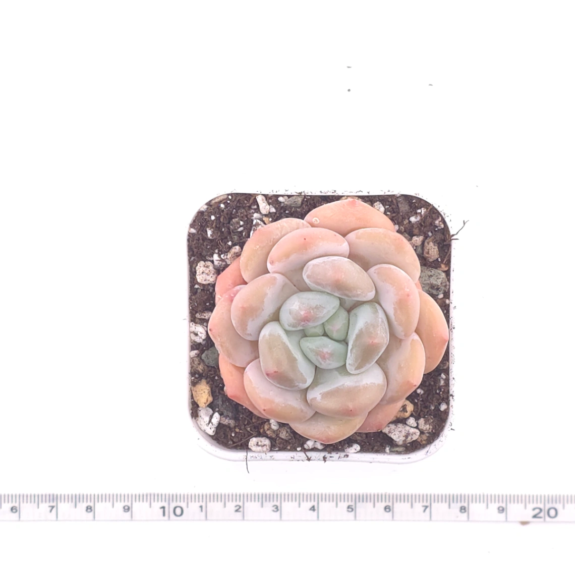 Pachyveria cv ‘Frevel’ | 弗雷費爾 thumbnail 4