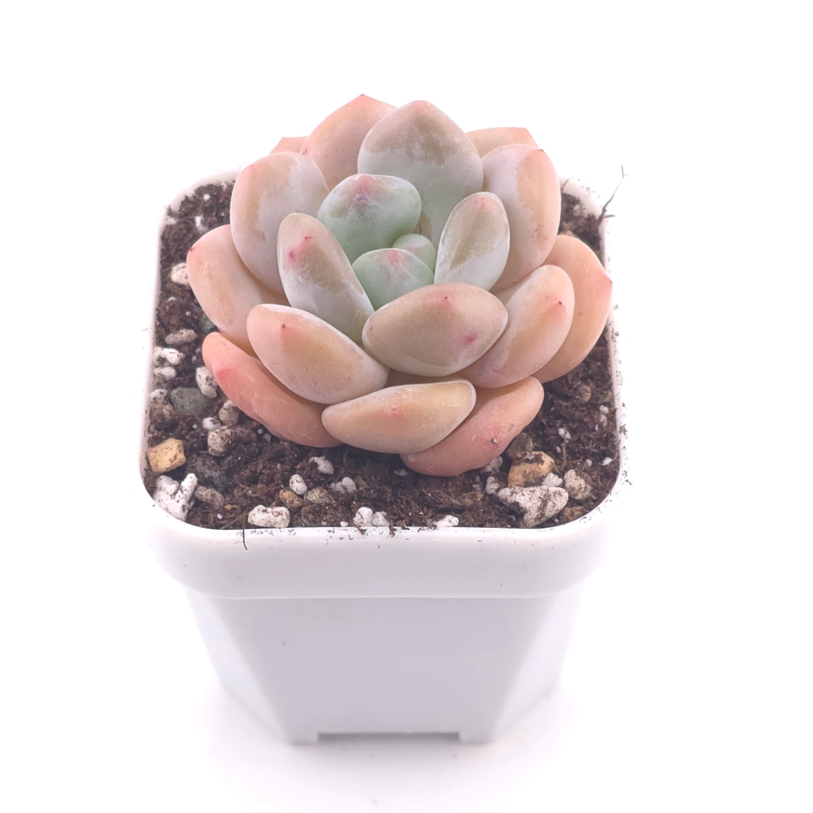 Pachyveria cv ‘Frevel’ | 弗雷費爾 thumbnail 2