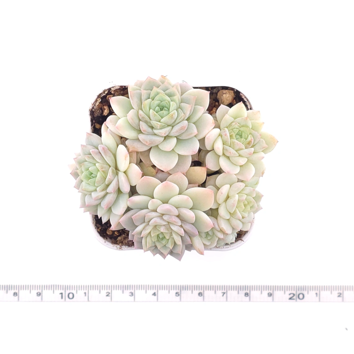 Sedeveria ‘Cherry Blossom’ | 櫻桃花 thumbnail 4