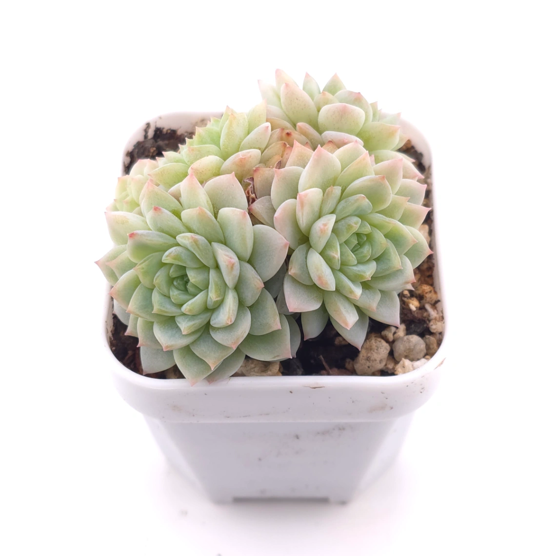 Sedeveria ‘Cherry Blossom’ | 櫻桃花 thumbnail 2