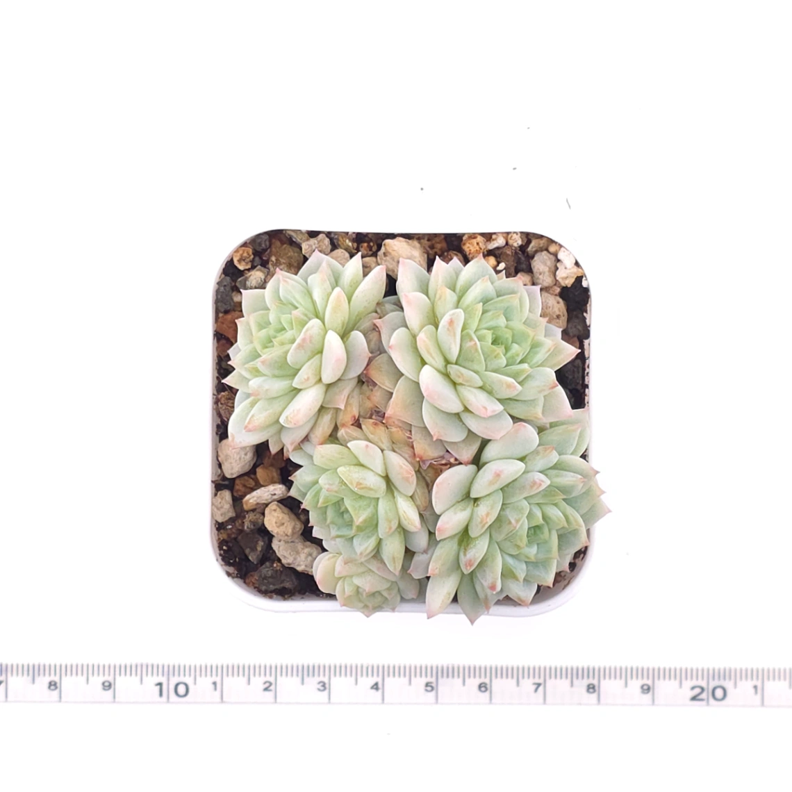 Sedeveria ‘Cherry Blossom’ | 櫻桃花 thumbnail 4