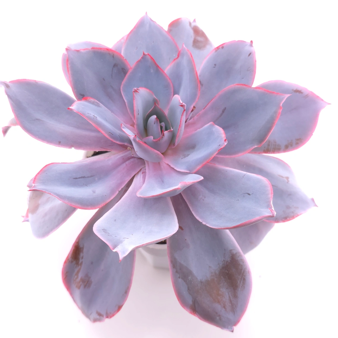 Echeveria ‘Afterglow' | 晚霞 - View 1