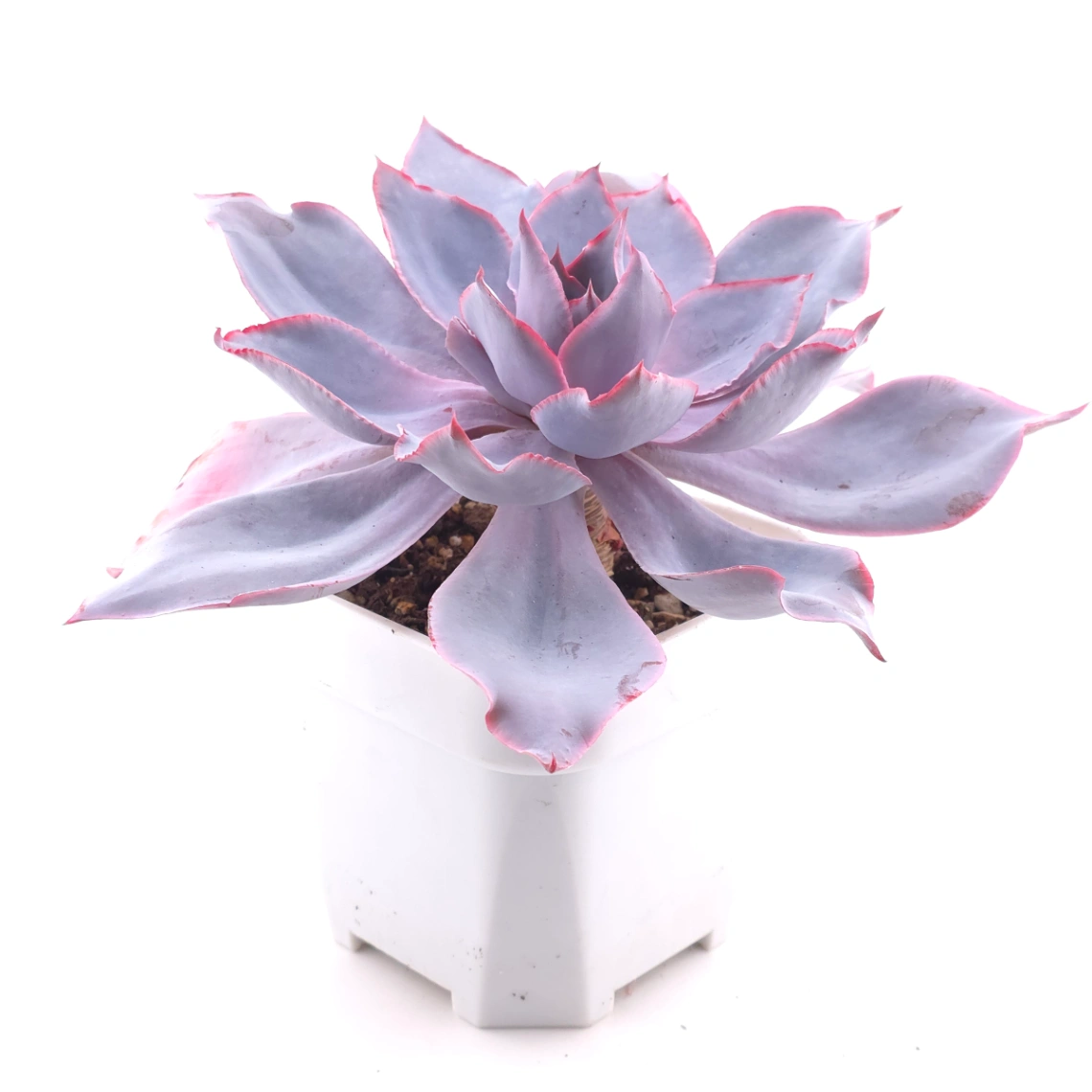 Echeveria ‘Afterglow' | 晚霞 thumbnail 3