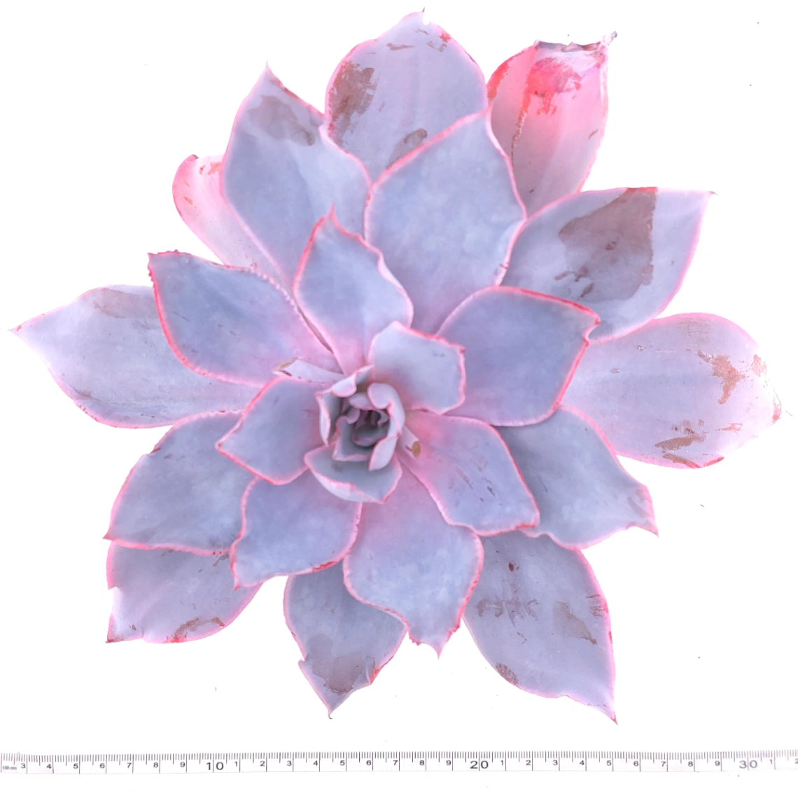 Echeveria ‘Afterglow' | 晚霞 thumbnail 4