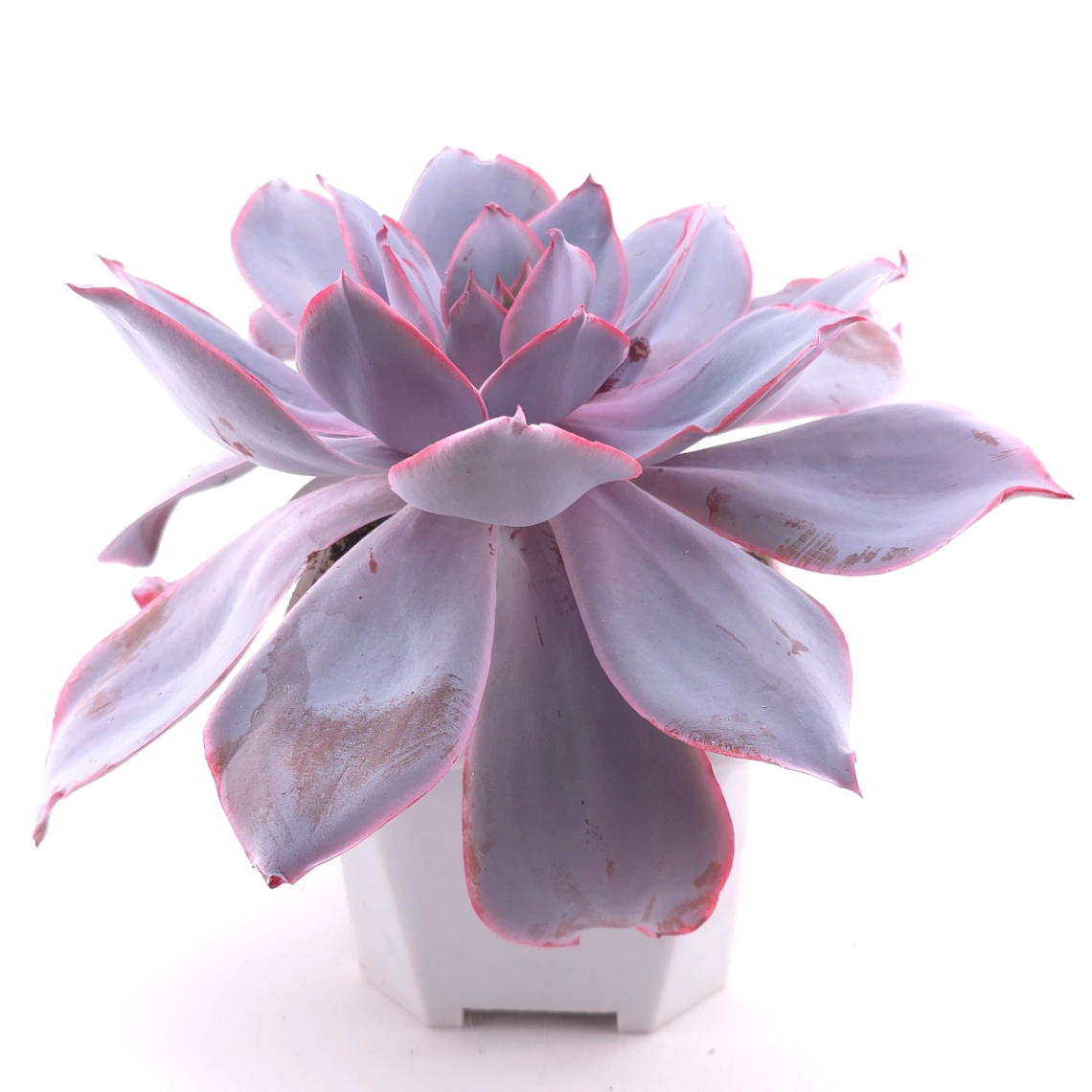 Echeveria ‘Afterglow' | 晚霞 thumbnail 3