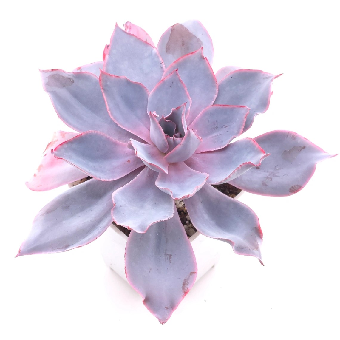 Echeveria ‘Afterglow' | 晚霞 - View 1