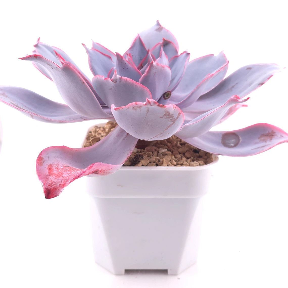 Echeveria ‘Afterglow' | 晚霞 thumbnail 3