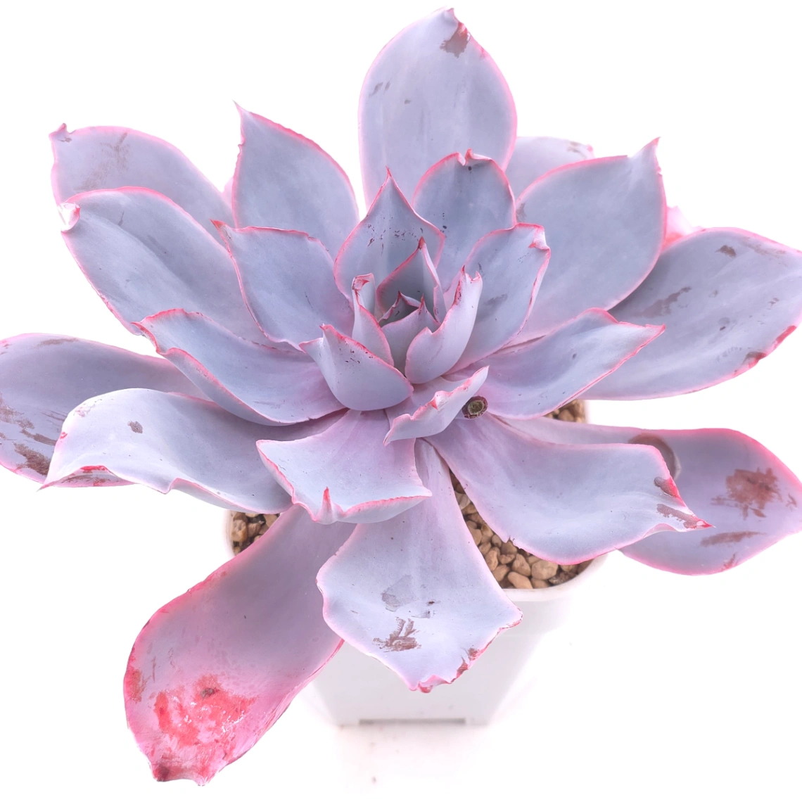 Echeveria ‘Afterglow' | 晚霞 - View 1
